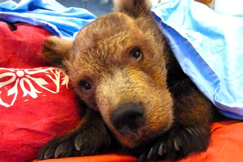 russianbearcub OnlyFans Leaks 2025