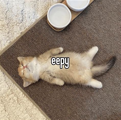 sleepykittten OnlyFans Leaks 2025