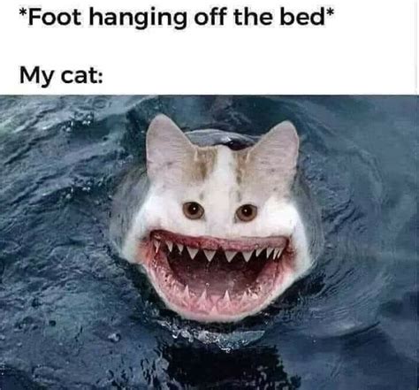 meow_chomp OnlyFans Leaks 2025