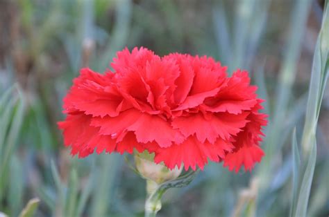 carnation_ Fansly Leaks 2025